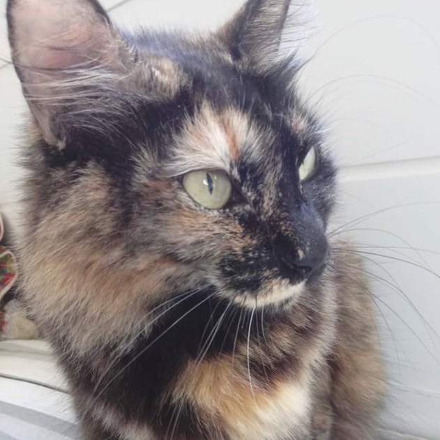 Menina linda gatinha