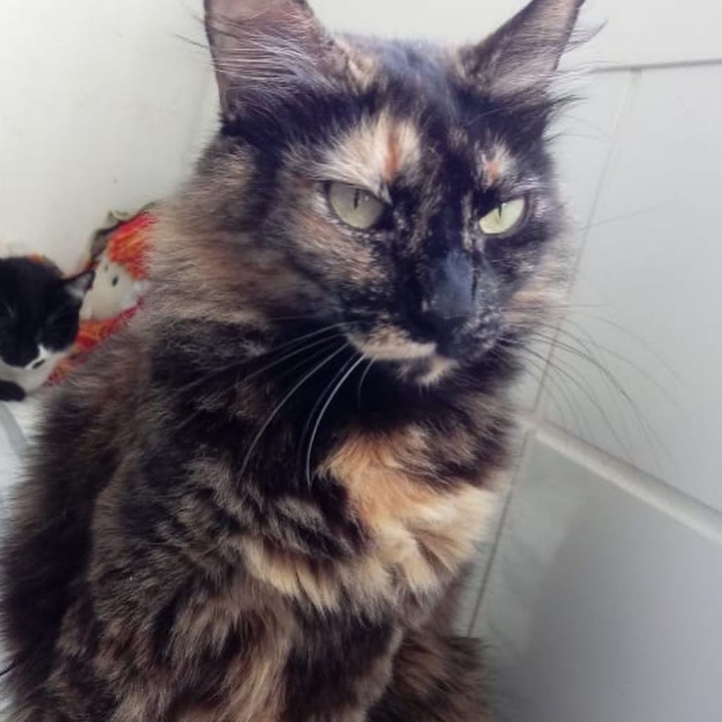 Menina linda gatinha
