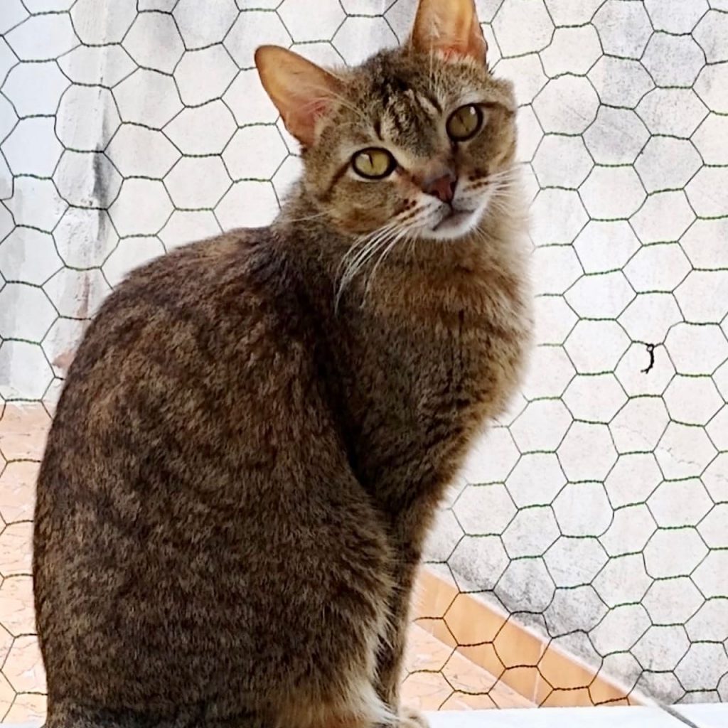 Ruivo lindo gatinho