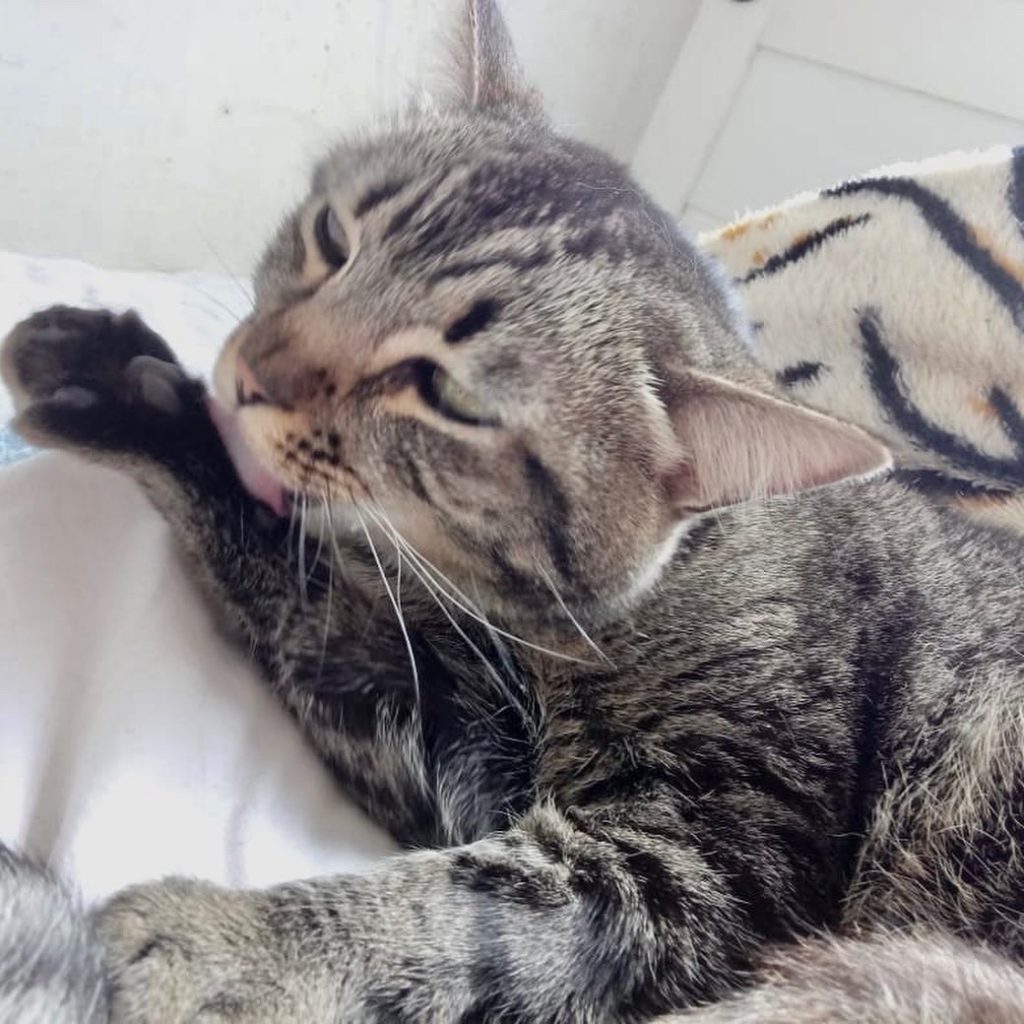 Raja linda gatinha