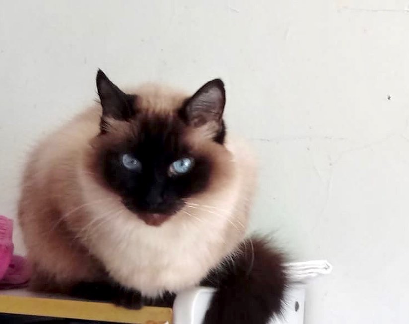 Gatinha maravilhosa