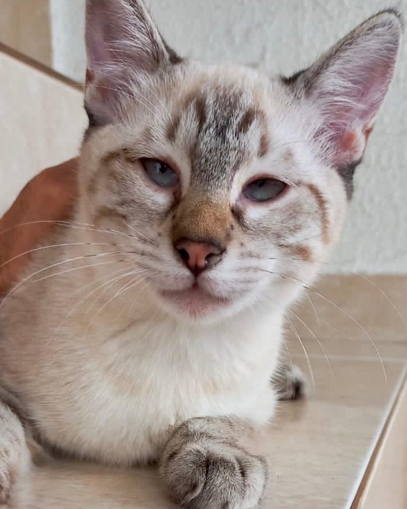 Pipoca bb lindo