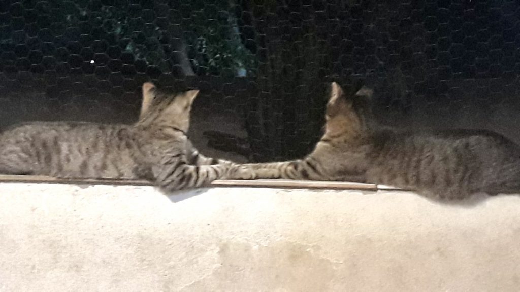 Gucci lindo e brincalhão