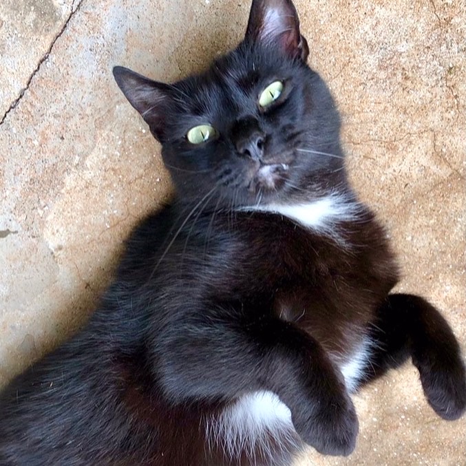 Luna gatinha carinhosa