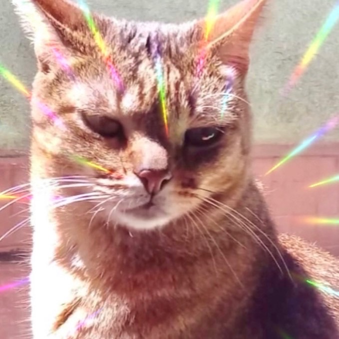 Ruivo lindo gatinho