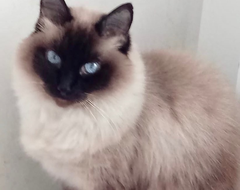 Gatinha maravilhosa