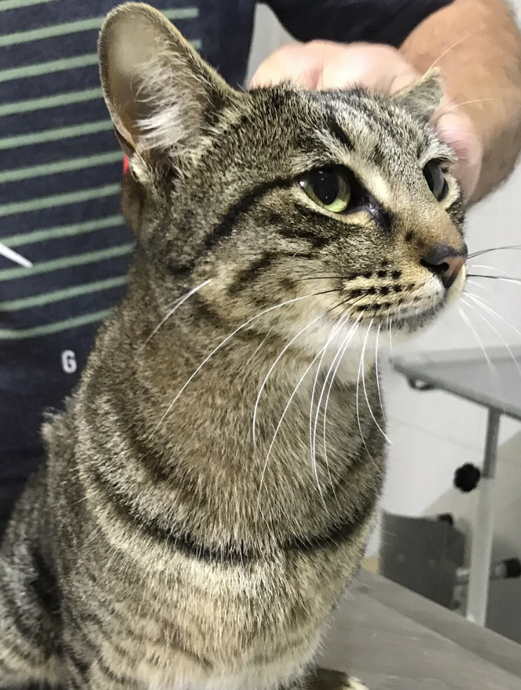 Gucci lindo e brincalhão