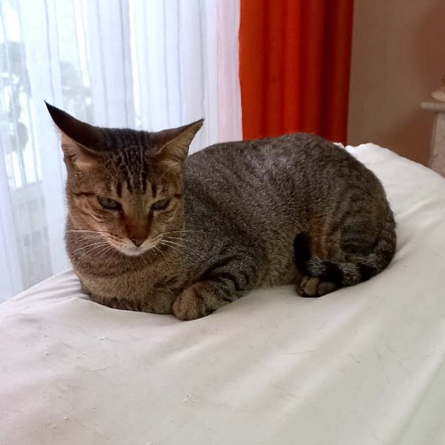 Stella tigradinha 11 meses Linda e um amor