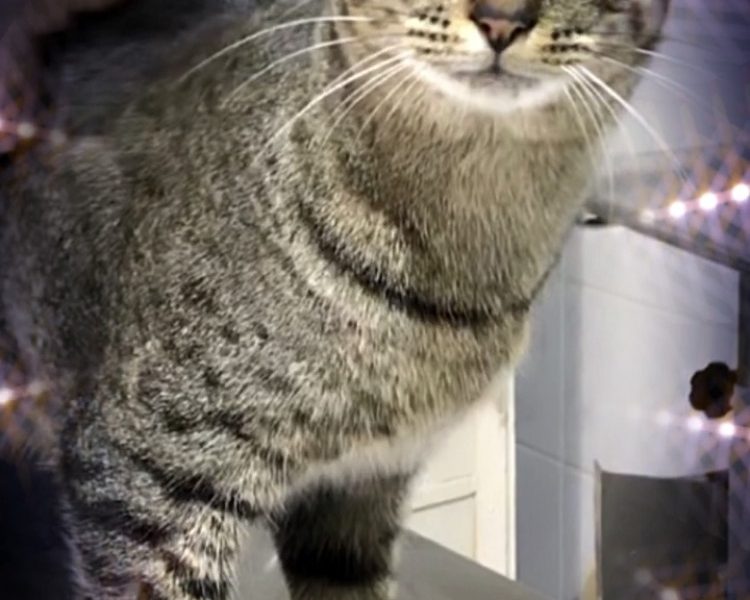 Gucci lindo e brincalhão