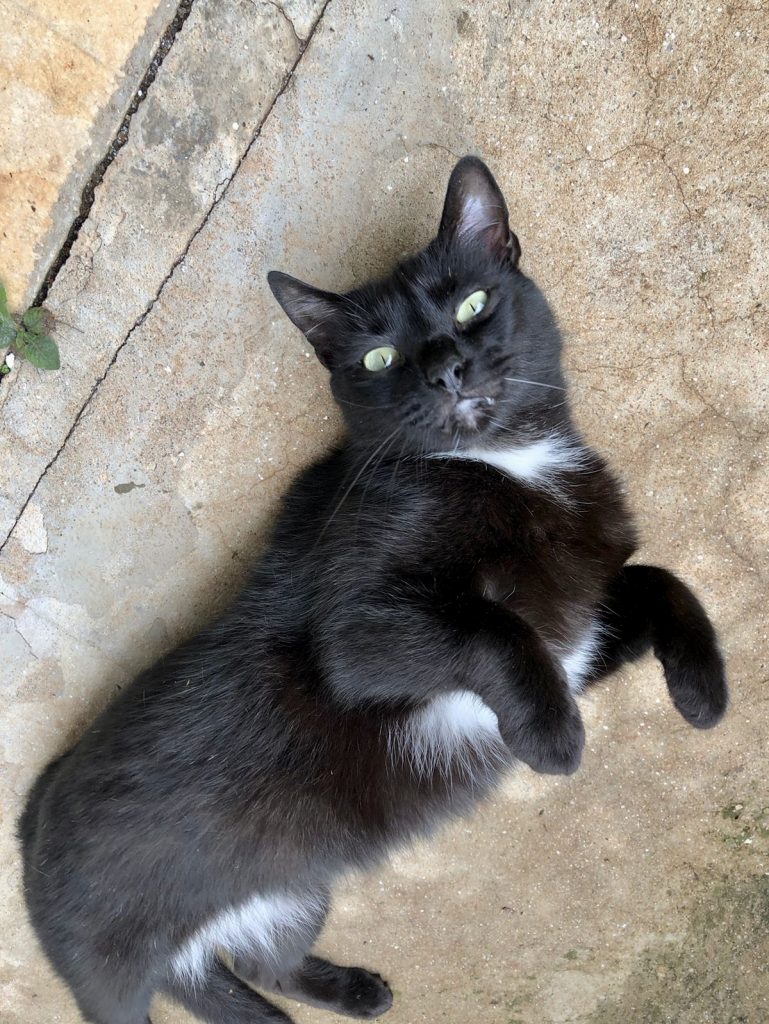 Luna gatinha carinhosa