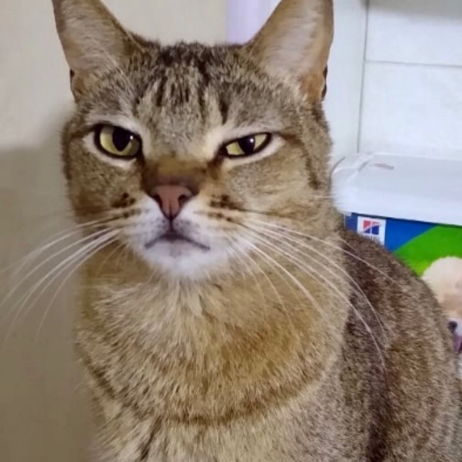 Ruivo lindo gatinho
