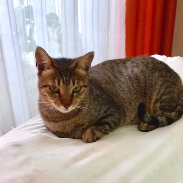 Stella tigradinha 11 meses Linda e um amor