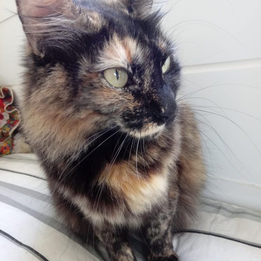Menina linda gatinha
