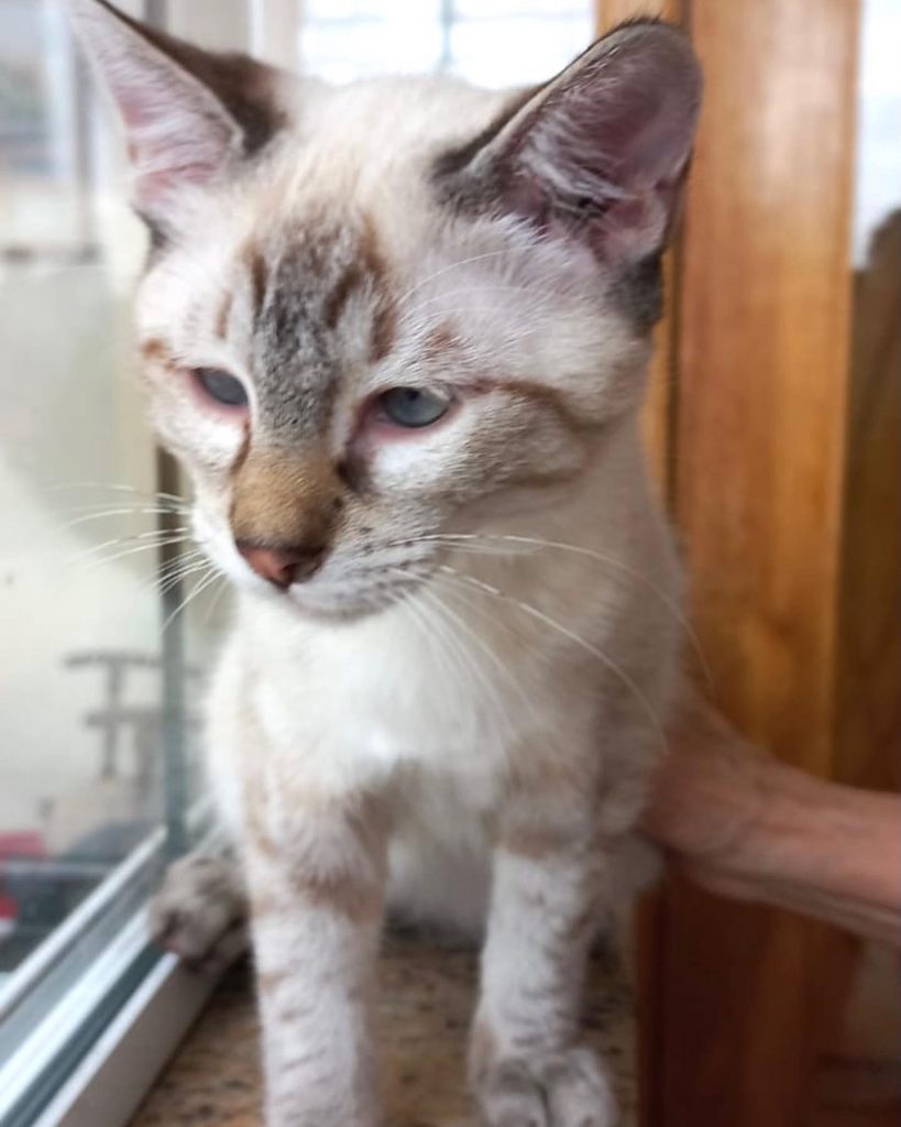 Pipoca bb lindo