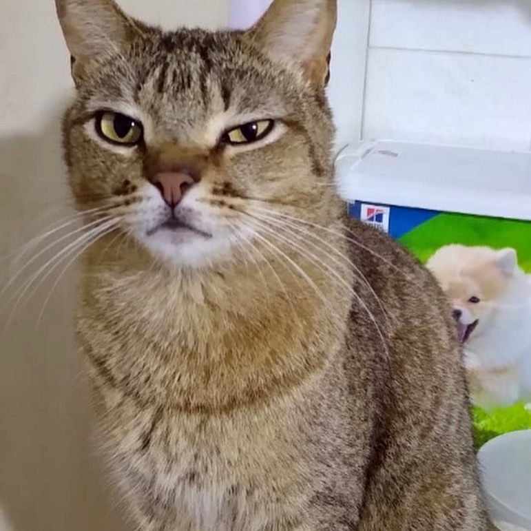 Ruivo lindo gatinho