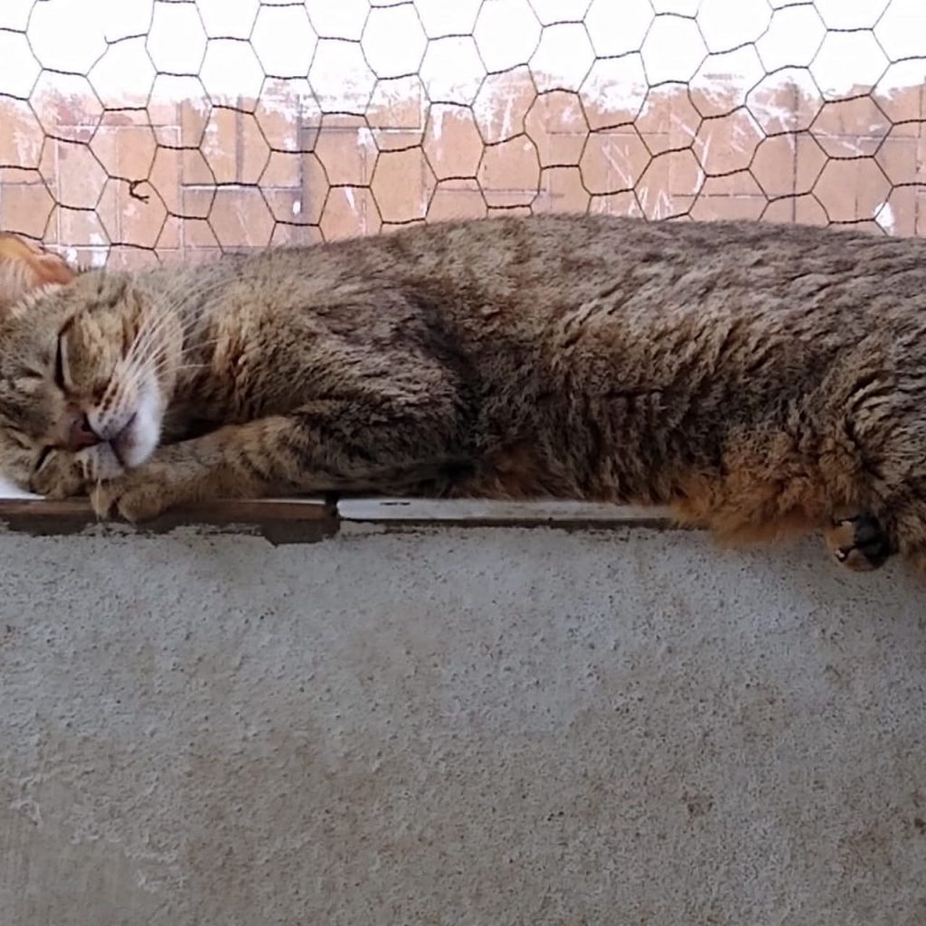 Ruivo lindo gatinho