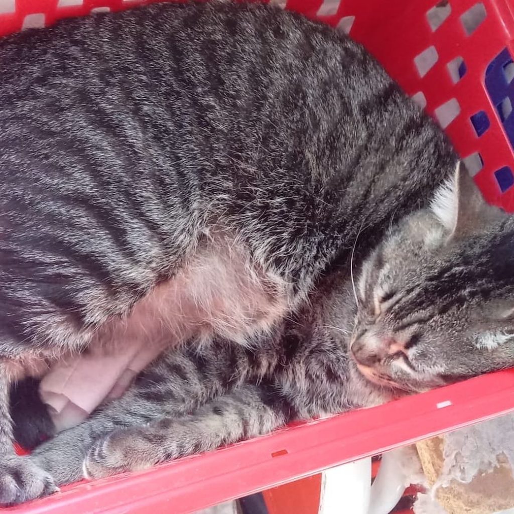 Raja linda gatinha