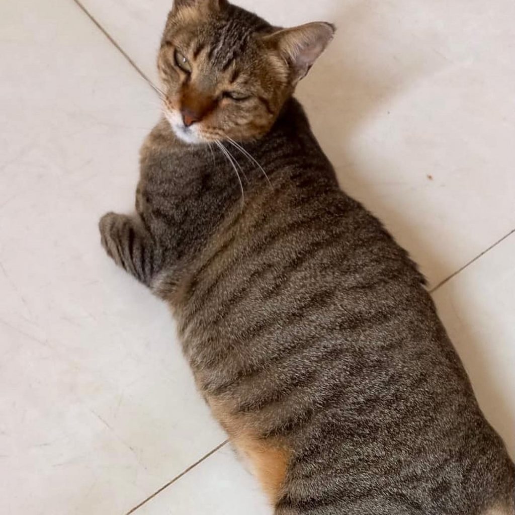 Ruivo lindo gatinho