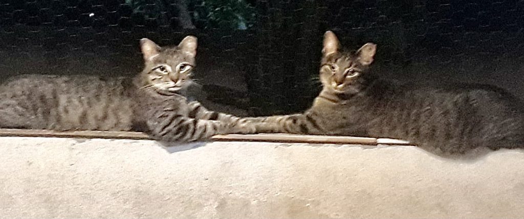 Gucci lindo e brincalhão