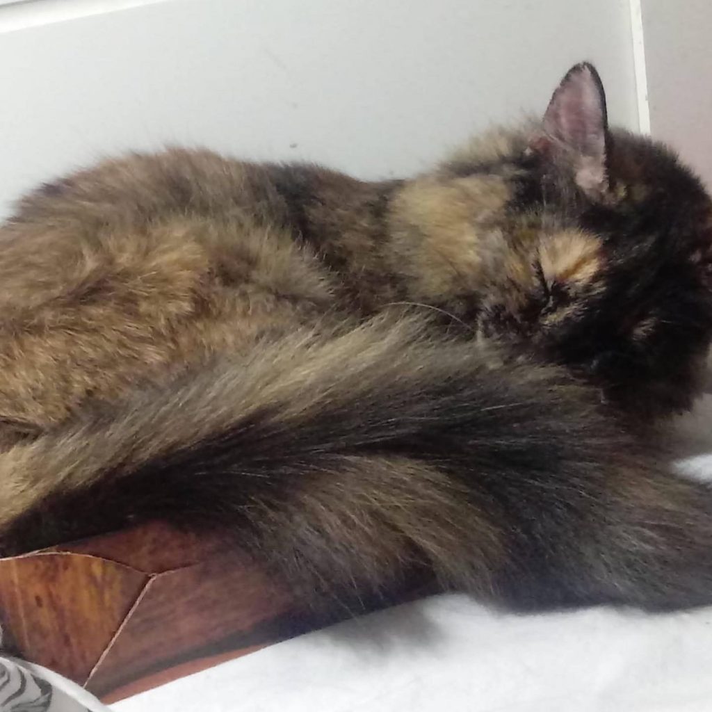 Menina linda gatinha