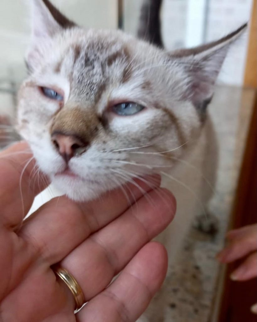 Pipoca bb lindo