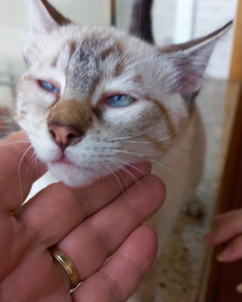 Pipoca bb lindo