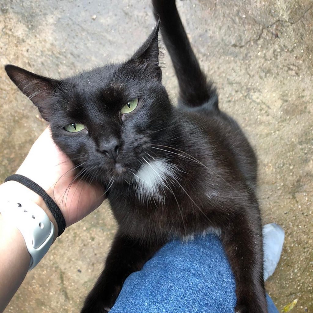 Luna gatinha carinhosa