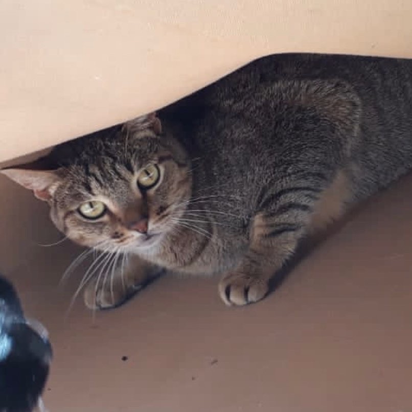 Ruivo lindo gatinho