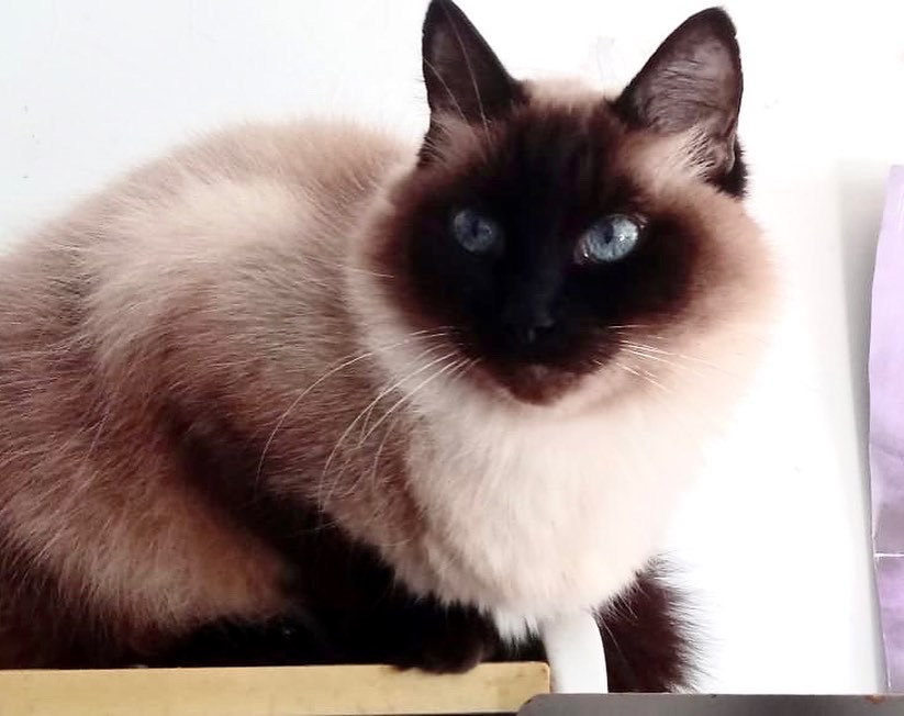 Gatinha maravilhosa