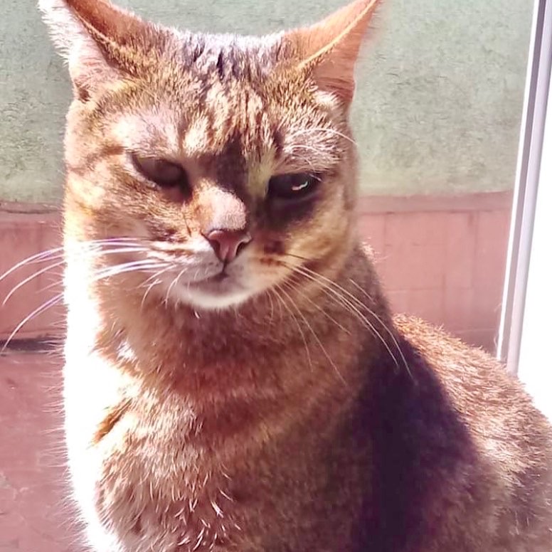 Ruivo lindo gatinho
