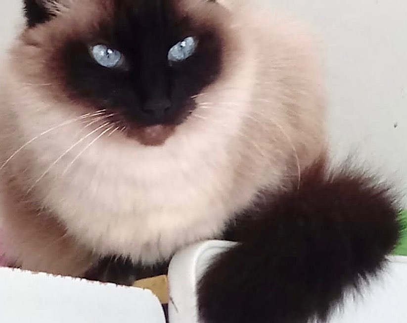 Gatinha maravilhosa