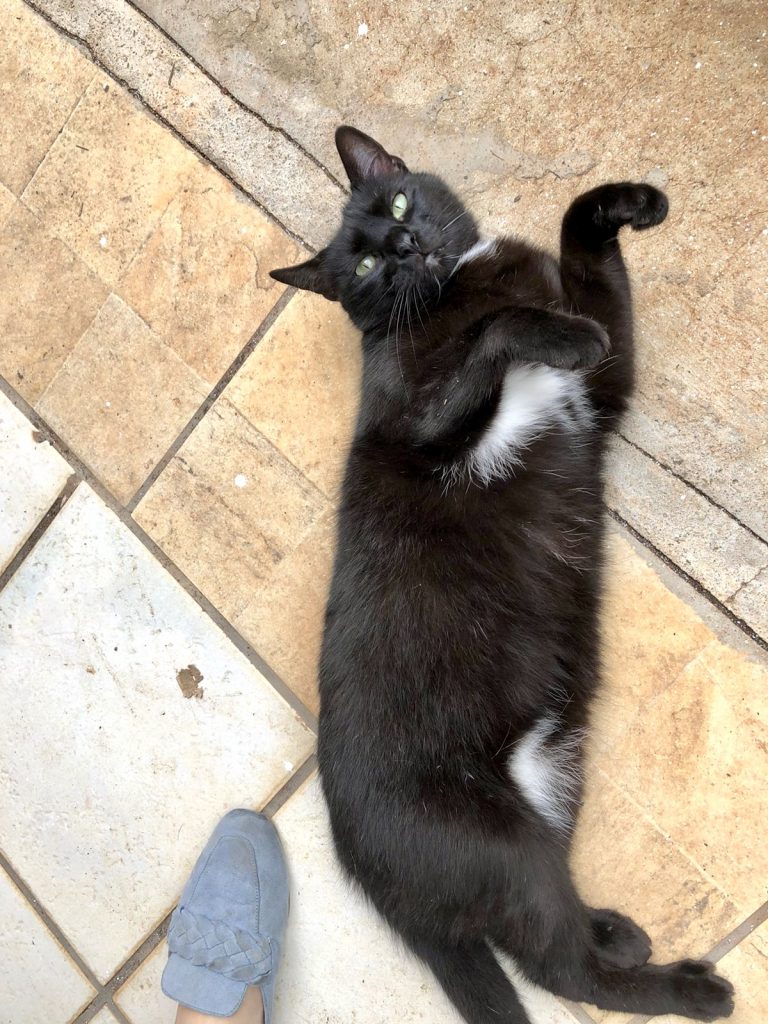 Luna gatinha carinhosa