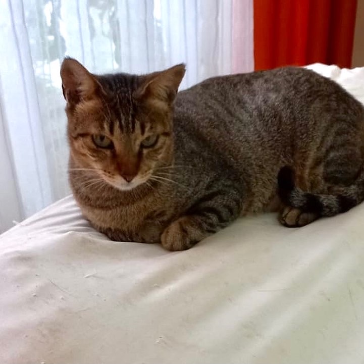 Stella tigradinha 11 meses Linda e um amor