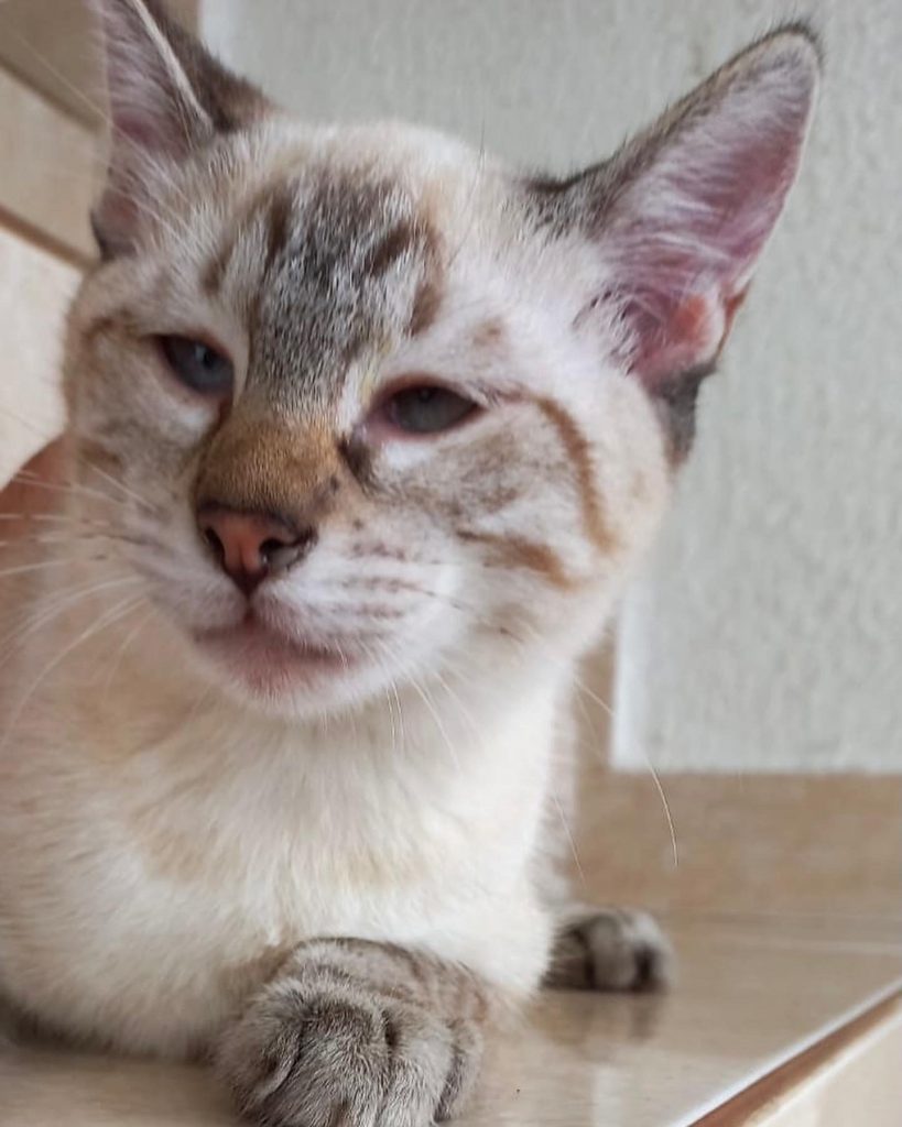 Pipoca bb lindo
