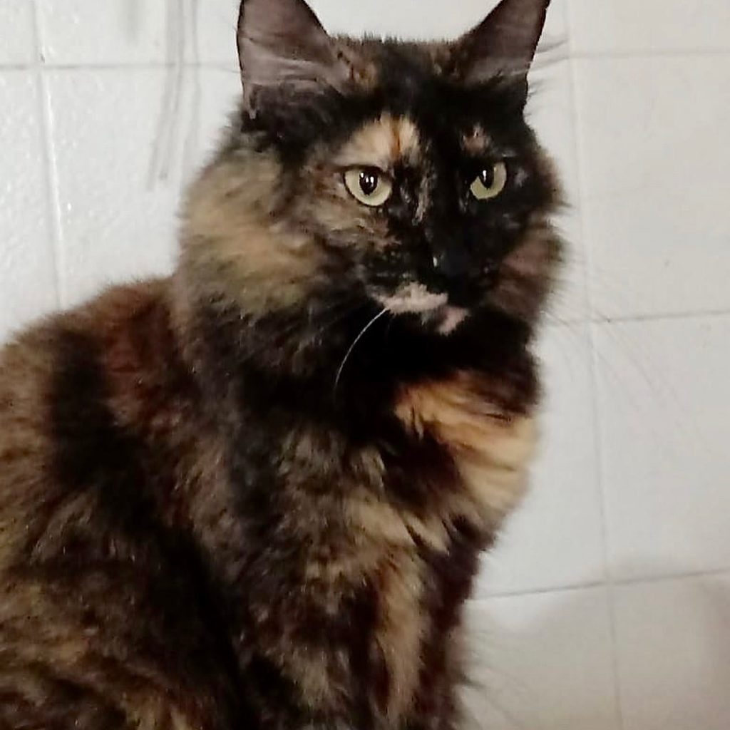 Menina linda gatinha