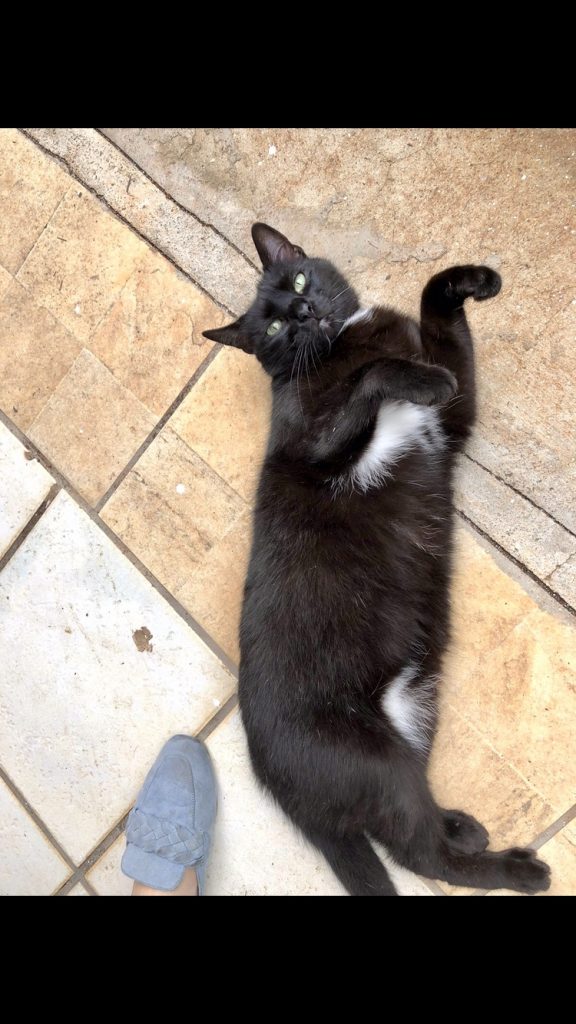 Luna gatinha carinhosa