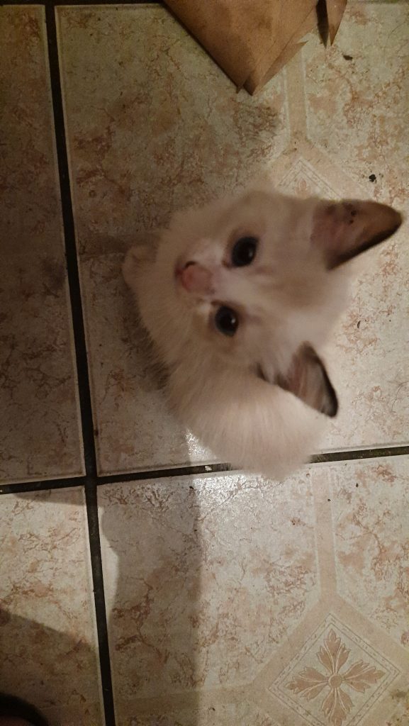 gatinha linda e fofinha 😍🥰