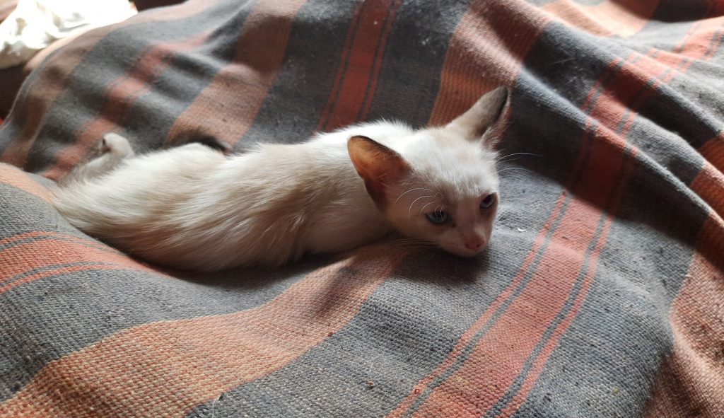 gatinha linda e fofinha 😍🥰