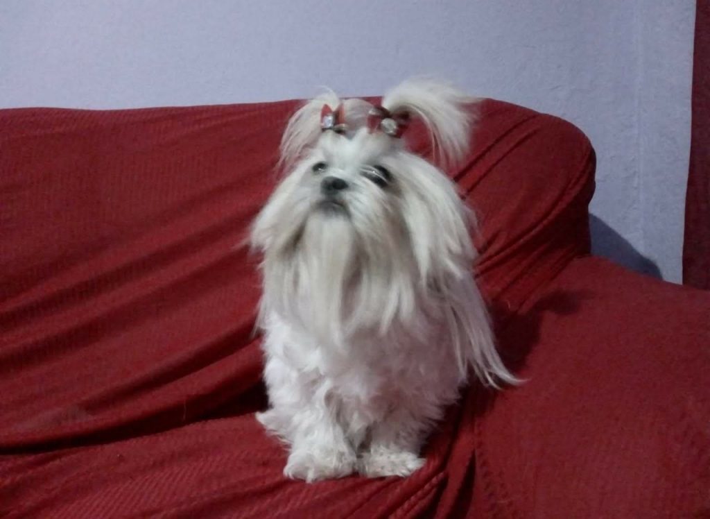 Minie, Loba e Lady