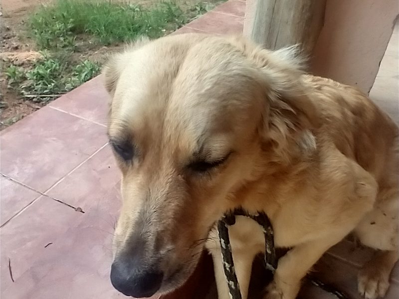 Doação