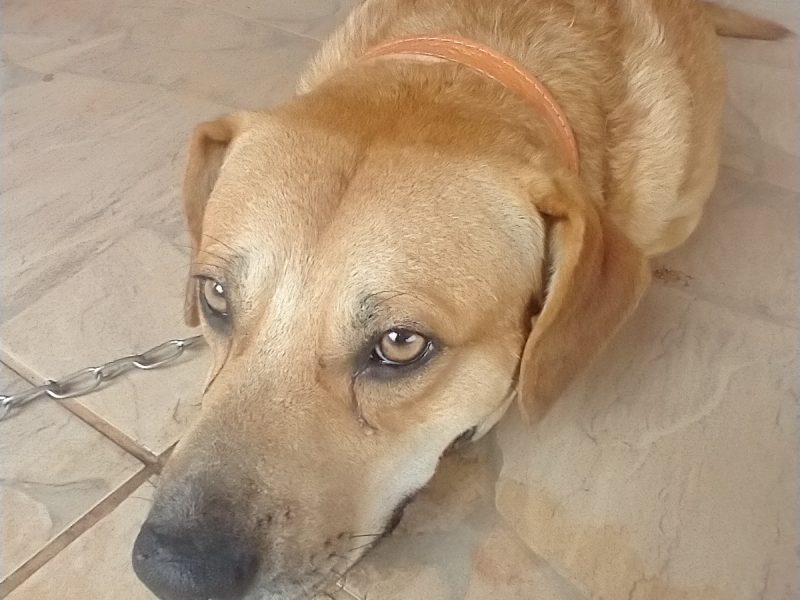 Doação