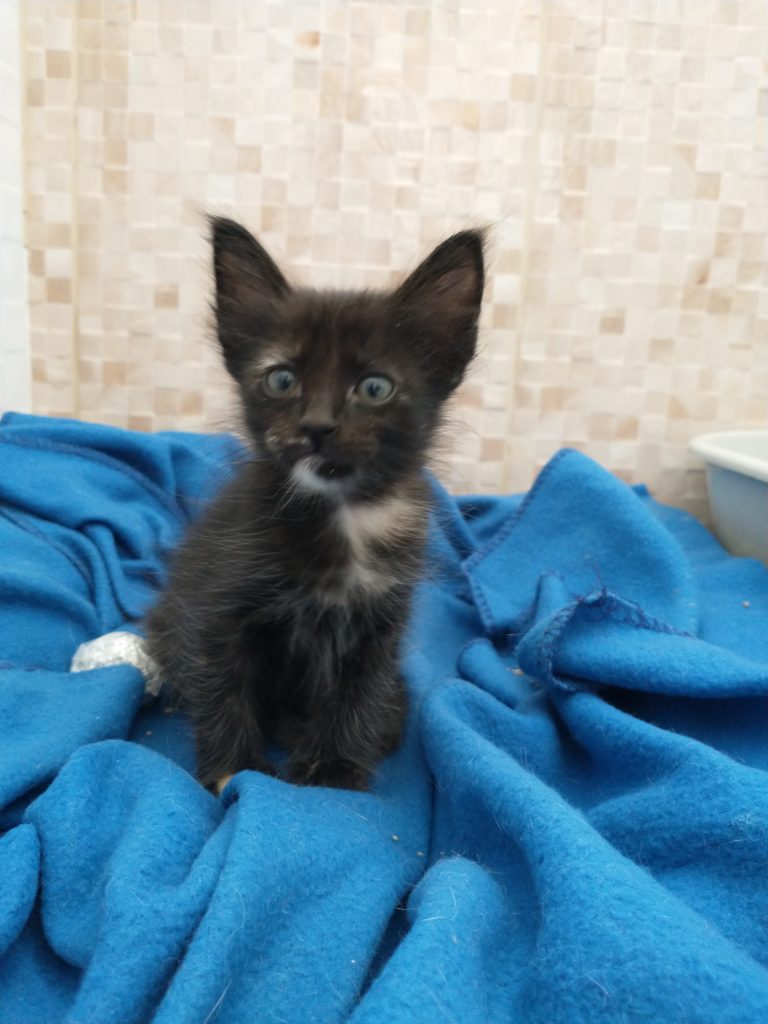 Petinha linda para adoção 😻