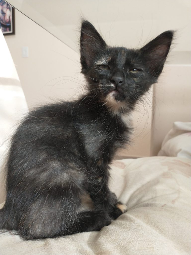 Petinha linda para adoção 😻
