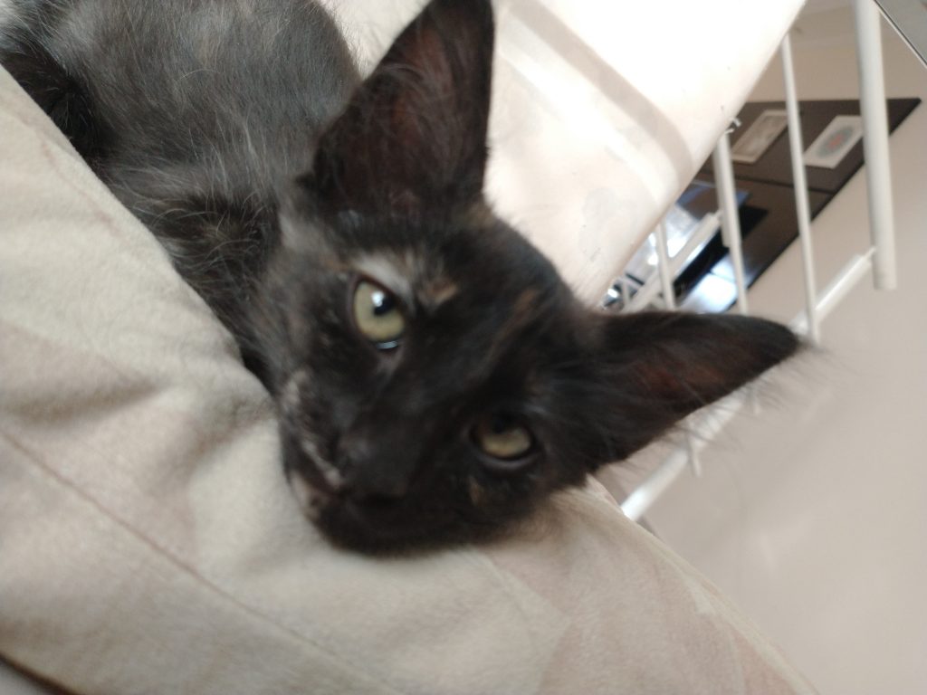 Petinha linda para adoção 😻
