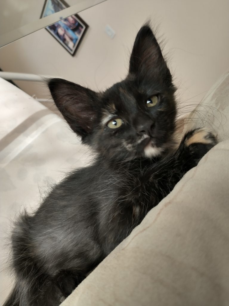 Petinha linda para adoção 😻