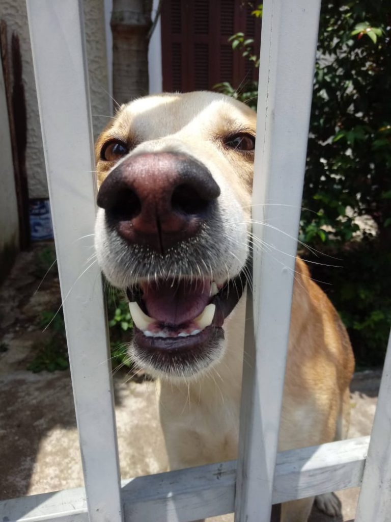 Trovão bonzinho