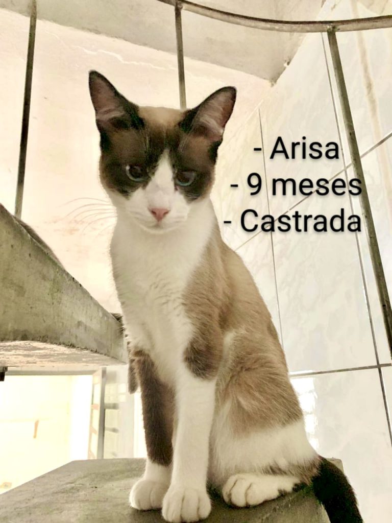 Arisa bb 9 meses linda