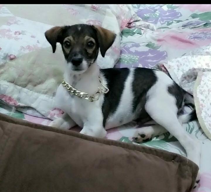 3 Animais para Adoção Urgente