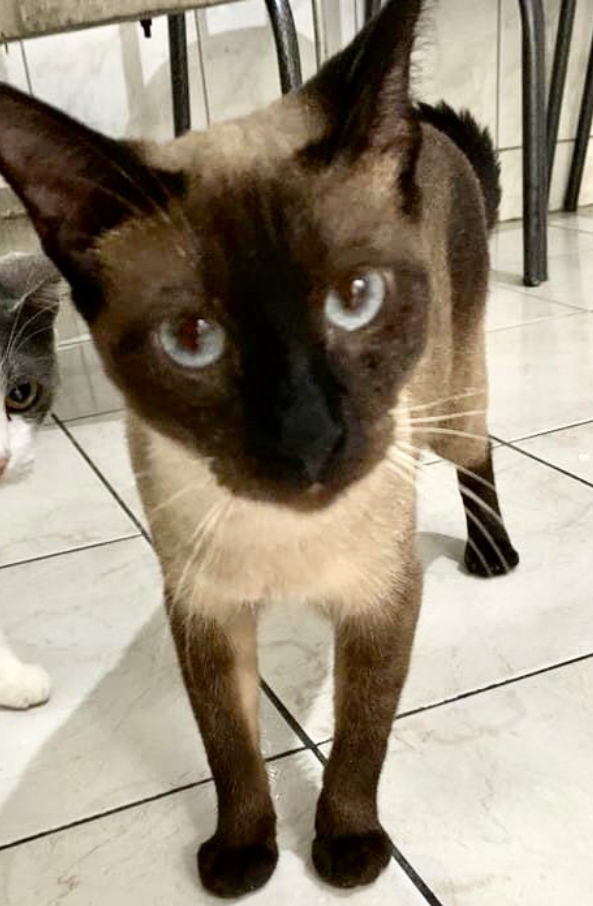Candinho lindo 1 aninho