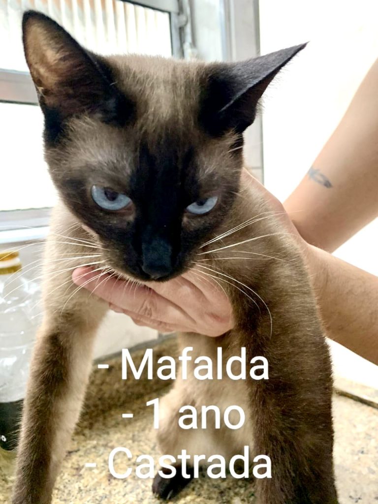 Mafalda 1 aninho